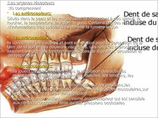 Les organes récepteursLes organes récepteurs::
Ils comprennentIls comprennent::
 LLes extérocepteurs:es extérocepteurs:
Situés dans la peau et les muqueuses; ils répondent à des stimuli: leSitués dans la peau et les muqueuses; ils répondent à des stimuli: le
toucher, la température, la vision, le goût. Certains ont des modalitéstoucher, la température, la vision, le goût. Certains ont des modalités
d’informations très spécialisées comme la lumière le sond’informations très spécialisées comme la lumière le son..
 LLes intérocepteurs:es intérocepteurs:
Ils concernent les viscères et sont en relation avec la perception de laIls concernent les viscères et sont en relation avec la perception de la
faim ,de la soif et des douleurs viscérales. Les réflexes intéroceptifsfaim ,de la soif et des douleurs viscérales. Les réflexes intéroceptifs
assurent les grandes fonctions organiques de digestion, circulation etassurent les grandes fonctions organiques de digestion, circulation et
de respirationde respiration..
 **les propriocepteurs:les propriocepteurs:
 Ils jouent un rôle important dans la régulation des activitésIls jouent un rôle important dans la régulation des activités
musculaires. Ils sont situés dans les muscles, les tendons, lesmusculaires. Ils sont situés dans les muscles, les tendons, les
ligaments et le périosteligaments et le périoste
 Ils fournissent au SNC toute information sur les positions,lesIls fournissent au SNC toute information sur les positions,les
pressions,sur l’effort demandé à chacun des groupes musculaires,surpressions,sur l’effort demandé à chacun des groupes musculaires,sur
la position de nos corps dans l’espace.la position de nos corps dans l’espace.
 Le desmodonte contient un système propriocepteur qui est sensibleLe desmodonte contient un système propriocepteur qui est sensible
aux contacts occlusaux ainsi qu’aux pressions occlusalesaux contacts occlusaux ainsi qu’aux pressions occlusales
 