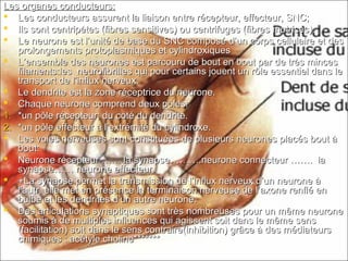 Les organes conducteurs:Les organes conducteurs:
 Les conducteurs assurent la liaison entre récepteur, effecteur, SNC;Les conducteurs assurent la liaison entre récepteur, effecteur, SNC;
 Ils sont centripètes (fibres sensitives) ou centrifuges (fibres motrices).Ils sont centripètes (fibres sensitives) ou centrifuges (fibres motrices).
 Le neurone est l’unité de base du SNC composé d’un corps cellulaire et desLe neurone est l’unité de base du SNC composé d’un corps cellulaire et des
prolongements protoplasmiques et cylindroxiquesprolongements protoplasmiques et cylindroxiques
 L’ensemble des neurones est parcouru de bout en bout par de très mincesL’ensemble des neurones est parcouru de bout en bout par de très minces
filaments:les neurofibrilles qui pour certains jouent un rôle essentiel dans lefilaments:les neurofibrilles qui pour certains jouent un rôle essentiel dans le
transport de l’influx nerveux.transport de l’influx nerveux.
 Le dendrite est la zone réceptrice du neurone.Le dendrite est la zone réceptrice du neurone.
 Chaque neurone comprend deux pôles:Chaque neurone comprend deux pôles:
1.1. *un pôle récepteur; du coté du dendrite.*un pôle récepteur; du coté du dendrite.
2.2. *un pôle effecteur à l’extrémité du cylindroxe.*un pôle effecteur à l’extrémité du cylindroxe.
 Les voies nerveuses sont constituées de plusieurs neurones placés bout àLes voies nerveuses sont constituées de plusieurs neurones placés bout à
bout:bout:
 Neurone récepteur …… la synapse……….neurone connecteur ……. laNeurone récepteur …… la synapse……….neurone connecteur ……. la
synapse…… neurone effecteur.synapse…… neurone effecteur.
 +La synapse permet la transmission de l’influx nerveux d’un neurone à+La synapse permet la transmission de l’influx nerveux d’un neurone à
l’autr, elle met en présence la terminaison nerveuse de l’axone renflé enl’autr, elle met en présence la terminaison nerveuse de l’axone renflé en
bulbe et les dendrites d’un autre neurone.bulbe et les dendrites d’un autre neurone.
 Des articulations synaptiques sont très nombreuses pour un même neuroneDes articulations synaptiques sont très nombreuses pour un même neurone
soumis à de multiples influences qui agissent soit dans le même senssoumis à de multiples influences qui agissent soit dans le même sens
(facilitation) soit dans le sens contraire(inhibition) grâce à des médiateurs(facilitation) soit dans le sens contraire(inhibition) grâce à des médiateurs
chimiques : acétyle choline*******chimiques : acétyle choline*******
 