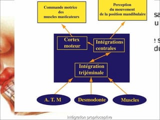 Intégration proprioceptiveIntégration proprioceptive
 