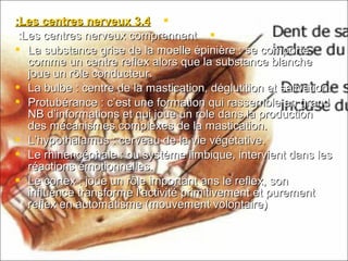 3.43.4Les centres nerveuxLes centres nerveux::
Les centres nerveux comprennentLes centres nerveux comprennent::
 La substance grise de la moelle épinière : se comporteLa substance grise de la moelle épinière : se comporte
comme un centre reflex alors que la substance blanchecomme un centre reflex alors que la substance blanche
joue un rôle conducteur.joue un rôle conducteur.
 La bulbe : centre de la mastication, déglutition et salivation.La bulbe : centre de la mastication, déglutition et salivation.
 Protubérance : c’est une formation qui rassemble en grandProtubérance : c’est une formation qui rassemble en grand
NB d’informations et qui joue un role dans la productionNB d’informations et qui joue un role dans la production
des mécanismes complexes de la mastication.des mécanismes complexes de la mastication.
 L’hypothalamus : cerveau de la vie végétative.L’hypothalamus : cerveau de la vie végétative.
 Le rhinencéphale : ou système limbique, intervient dans lesLe rhinencéphale : ou système limbique, intervient dans les
réactions émotionnelles.réactions émotionnelles.
 Le cortex : joue un rôle important ans le reflex, sonLe cortex : joue un rôle important ans le reflex, son
influence transforme l’activité primitivement et purementinfluence transforme l’activité primitivement et purement
reflex en automatisme (mouvement volontaire)reflex en automatisme (mouvement volontaire)
 