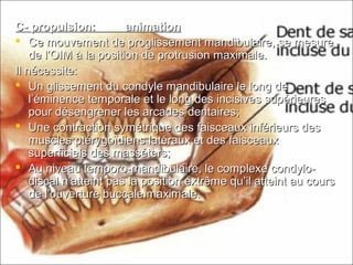 C- propulsion: animationC- propulsion: animation
 Ce mouvement de proglissement mandibulaire, se mesureCe mouvement de proglissement mandibulaire, se mesure
de l’OIM à la position de protrusion maximale.de l’OIM à la position de protrusion maximale.
Il nécessite:Il nécessite:
 Un glissement du condyle mandibulaire le long deUn glissement du condyle mandibulaire le long de
l’éminence temporale et le long des incisives supérieuresl’éminence temporale et le long des incisives supérieures
pour désengrener les arcades dentaires;pour désengrener les arcades dentaires;
 Une contraction symétrique des faisceaux inférieurs desUne contraction symétrique des faisceaux inférieurs des
muscles ptérygoïdiens latéraux et des faisceauxmuscles ptérygoïdiens latéraux et des faisceaux
superficiels des masséters;superficiels des masséters;
 Au niveau temporo-mandibulaire, le complexe condylo-Au niveau temporo-mandibulaire, le complexe condylo-
discal n’atteint pas la position extrême qu’il atteint au coursdiscal n’atteint pas la position extrême qu’il atteint au cours
de l’ouverture buccale maximale.de l’ouverture buccale maximale.
 
