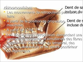 rétropropulsion:rétropropulsion:
 Les mouvements de rétropulsion peuvent seLes mouvements de rétropulsion peuvent se
faire:faire:
 A partir de la position de propulsionA partir de la position de propulsion
maximale;maximale;
 A partir de l’OIM.A partir de l’OIM.
 Les mouvements rétropulsion demandent uneLes mouvements rétropulsion demandent une
contraction combinée et simultanée des fibrescontraction combinée et simultanée des fibres
horizontales postérieurs du temporal, deshorizontales postérieurs du temporal, des
muscles abaisseurs et du ventre postérieurmuscles abaisseurs et du ventre postérieur
du digastriquedu digastrique
 