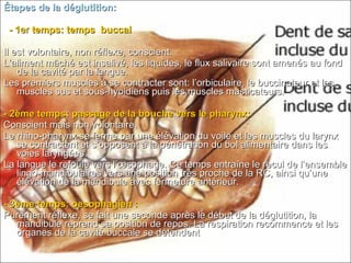 Étapes de la déglutition:Étapes de la déglutition:
- 1- 1erer temps: temps buccaltemps: temps buccal
Il est volontaire, non réflexe, conscient.Il est volontaire, non réflexe, conscient.
L’aliment mâché est insalivé, les liquides, le flux salivaire sont amenés au fondL’aliment mâché est insalivé, les liquides, le flux salivaire sont amenés au fond
de la cavité par la langue.de la cavité par la langue.
Les premiers muscles à se contracter sont: l’orbiculaire, le buccinateur et lesLes premiers muscles à se contracter sont: l’orbiculaire, le buccinateur et les
muscles sus et sous-hyoidiens puis les muscles masticateurs.muscles sus et sous-hyoidiens puis les muscles masticateurs.
- 2ème temps: passage de la bouche vers le pharynx:- 2ème temps: passage de la bouche vers le pharynx:
Conscient mais non volontaire.Conscient mais non volontaire.
Le rhino-pharynx se ferme par une élévation du voile et les muscles du larynxLe rhino-pharynx se ferme par une élévation du voile et les muscles du larynx
se contractent et s’opposent à la pénétration du bol alimentaire dans lesse contractent et s’opposent à la pénétration du bol alimentaire dans les
voies laryngées.voies laryngées.
La langue le refoule vers l’œsophage. Ce temps entraîne le recul de l’ensembleLa langue le refoule vers l’œsophage. Ce temps entraîne le recul de l’ensemble
lingo-mandibulaires vers une position très proche de la RC, ainsi qu’unelingo-mandibulaires vers une position très proche de la RC, ainsi qu’une
élévation de la mandibule avec fermeture antérieur.élévation de la mandibule avec fermeture antérieur.
- 3ème temps: oesophagien :- 3ème temps: oesophagien :
Purement réflexe, se fait une seconde après le début de la déglutition, laPurement réflexe, se fait une seconde après le début de la déglutition, la
mandibule reprend sa position de repos. La respiration recommence et lesmandibule reprend sa position de repos. La respiration recommence et les
organes de la cavité buccale se détendentorganes de la cavité buccale se détendent
 