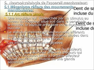 5. Neurophysiologie de l’appareil manducateur:5. Neurophysiologie de l’appareil manducateur:
5.1 Mécanisme réflexe des mouvements5.1 Mécanisme réflexe des mouvements
mandibulaires:mandibulaires:
5.1.1 Arc réflexe simple:5.1.1 Arc réflexe simple:
 Une impulsion est déclenchée par un stimulus auUne impulsion est déclenchée par un stimulus au
niveau du récepteur situé soit dans le parodonte,niveau du récepteur situé soit dans le parodonte,
le muscle, la capsule articulaire ou la muqueusele muscle, la capsule articulaire ou la muqueuse
buccale.buccale.
 Le stimulus chemine par les neurones afférentsLe stimulus chemine par les neurones afférents
jusqu’à des neurones intermédiaires situées dansjusqu’à des neurones intermédiaires situées dans
le cordon médullaire ou le cervelet.le cordon médullaire ou le cervelet.
 Les informations y sont analyséesLes informations y sont analysées
puis transmises par une ou plusieurspuis transmises par une ou plusieurs
synapses aux neurones afférents moteurs quisynapses aux neurones afférents moteurs qui
conduit l’impulsion jusqu’à l’organe effecteurconduit l’impulsion jusqu’à l’organe effecteur
lequel peut être un muscle ou une glandelequel peut être un muscle ou une glande
sécrétricesécrétrice
 