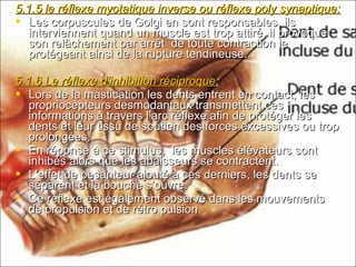 5.1.5 le réflexe myotatique inverse ou réflexe poly synaptique:5.1.5 le réflexe myotatique inverse ou réflexe poly synaptique:
 Les corpuscules de Golgi en sont responsables, ilsLes corpuscules de Golgi en sont responsables, ils
interviennent quand un muscle est trop attiré, il provoqueinterviennent quand un muscle est trop attiré, il provoque
son relâchement par arrêt de toute contraction leson relâchement par arrêt de toute contraction le
protégeant ainsi de la rupture tendineuse.protégeant ainsi de la rupture tendineuse.
5.1.6 Le réflexe d’inhibition réciproque5.1.6 Le réflexe d’inhibition réciproque::
 Lors de la mastication les dents entrent en contact, lesLors de la mastication les dents entrent en contact, les
propriocepteurs desmodantaux transmettent cespropriocepteurs desmodantaux transmettent ces
informations à travers l’arc réflexe afin de protéger lesinformations à travers l’arc réflexe afin de protéger les
dents et leur tissu de soutien des forces excessives ou tropdents et leur tissu de soutien des forces excessives ou trop
prolongées.prolongées.
 En réponse à ce stimulus, les muscles élévateurs sontEn réponse à ce stimulus, les muscles élévateurs sont
inhibés alors que les abaisseurs se contractent.inhibés alors que les abaisseurs se contractent.
 L’effet de pesanteur ajouté à ces derniers, les dents seL’effet de pesanteur ajouté à ces derniers, les dents se
séparent et la bouche s’ouvre.séparent et la bouche s’ouvre.
 Ce réflexe est également observé dans les mouvementsCe réflexe est également observé dans les mouvements
de propulsion et de rétro pulsionde propulsion et de rétro pulsion
 