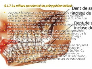 5.1.7 Le réflexe parodontal du ptérygoïdien latéral:5.1.7 Le réflexe parodontal du ptérygoïdien latéral:
 Les deux faisceaux du ptérygoïdien latéral se contractentLes deux faisceaux du ptérygoïdien latéral se contractent
de façon asynchrone. Le faisceau inférieur se contractede façon asynchrone. Le faisceau inférieur se contracte
lors de l’ouverture buccale, de la propulsion et du côté nonlors de l’ouverture buccale, de la propulsion et du côté non
travaillant lors des mouvements de diduction.travaillant lors des mouvements de diduction.
 A l’ouverture buccale ce faisceau agit en synergie avec lesA l’ouverture buccale ce faisceau agit en synergie avec les
abaisseurs de la mandibule.abaisseurs de la mandibule.
 Le faisceau supérieur se contracte pendant la fermetureLe faisceau supérieur se contracte pendant la fermeture
buccale en même temps que les muscles élévateurs de labuccale en même temps que les muscles élévateurs de la
mandibule en fin du mouvement donc pas en synergiemandibule en fin du mouvement donc pas en synergie
avec ces muscles. Il a un rôle protecteur de la têteavec ces muscles. Il a un rôle protecteur de la tête
condylienne donc de l’ATM.condylienne donc de l’ATM.
 Le chef supérieur, en se contractant, va appliquer l’appareilLe chef supérieur, en se contractant, va appliquer l’appareil
discal sur la tête condylienne puis guider et ralentir lediscal sur la tête condylienne puis guider et ralentir le
repositionnement de celle-ci dans la cavité glénoïde. Cerepositionnement de celle-ci dans la cavité glénoïde. Ce
réflexe peut être considéré comme une extension duréflexe peut être considéré comme une extension du
réflexe de mise en jeu des antagonistes lors d’une flexion,réflexe de mise en jeu des antagonistes lors d’une flexion,
à la fin de celle-ci, les muscles extenseurs se contractentà la fin de celle-ci, les muscles extenseurs se contractent
pour freiner les mouvementspour freiner les mouvements
 