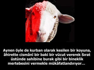 Aynen öyle de kurban olarak kesilen bir koyuna, âhirette cismânî bir baki bir vücut vererek Sırat üstünde sahibine burak gibi bir bineklik mertebesini vermekle mükâfatlandırıyor…  