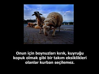 Onun için boynuzları kırık, kuyruğu kopuk olmak gibi bir takım eksiklikleri olanlar kurban seçilemez. 