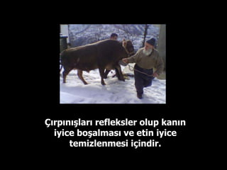 Çırpınışları refleksler olup kanın iyice boşalması ve etin iyice temizlenmesi içindir. 