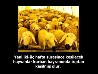 Yani iki-üç hafta süresince kesilecek hayvanlar kurban bayramında toptan kesilmiş olur.  