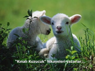 “ Kınalı Kuzucuk” hikayeleri yazarlar… 