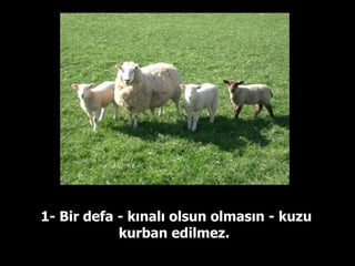 1- Bir defa - kınalı olsun olmasın - kuzu kurban edilmez.  