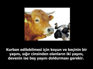 Kurban edilebilmesi için koyun ve keçinin bir yaşını, sığır cinsinden olanların iki yaşını, devenin ise beş yaşını doldurması gerekir.  