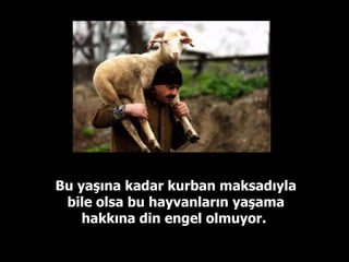 Bu yaşına kadar kurban maksadıyla bile olsa bu hayvanların yaşama hakkına din engel olmuyor.  