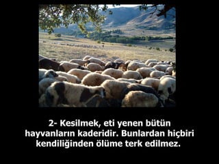 2- Kesilmek, eti yenen bütün hayvanların kaderidir. Bunlardan hiçbiri kendiliğinden ölüme terk edilmez.  