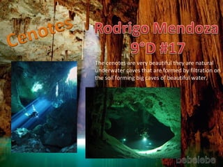 The cenotes are very beautiful they are natural underwater caves that are formed by filtration on the soil forming big caves of beautiful water. 
