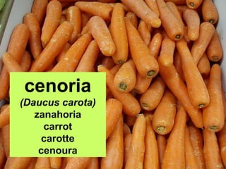 cenoria
(Daucus carota)
zanahoria
carrot
carotte
cenoura

 