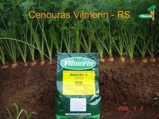 Cenouras Vilmorin - RS 
