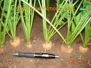 Cenouras Vilmorin - RS 