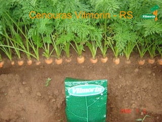 Cenouras Vilmorin - RS 
