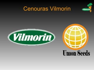 Cenouras Vilmorin 