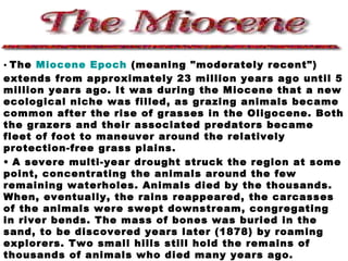 • The Miocene Epoch (meaning "moderately recent")
extends from approximately 23 million years ago until 5
million years ago. It was during the Miocene that a new
ecological niche was filled, as grazing animals became
common after the rise of grasses in the Oligocene. Both
the grazers and their associated predators became
fleet of foot to maneuver around the relatively
protection-free grass plains.
• A severe multi-year drought struck the region at some
point, concentrating the animals around the few
remaining waterholes. Animals died by the thousands.
When, eventually, the rains reappeared, the carcasses
of the animals were swept downstream, congregating
in river bends. The mass of bones was buried in the
sand, to be discovered years later (1878) by roaming
explorers. Two small hills still hold the remains of
thousands of animals who died many years ago.
 