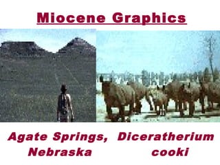 Miocene Graphics
 Agate Springs,
Nebraska
Diceratherium
cooki
 