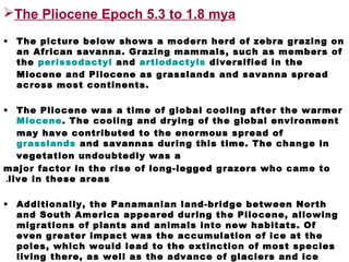 The Pliocene Epoch 5.3 to 1.8 mya
• The picture below shows a modern herd of zebra grazing on
an African savanna. Grazing mammals, such as members of
the perissodactyl and artiodactyls diversified in the
Miocene and Pliocene as grasslands and savanna spread
across most continents.
• The Pliocene was a time of global cooling after the warmer
Miocene. The cooling and drying of the global environment
may have contributed to the enormous spread of
grasslands and savannas during this time. The change in
vegetation undoubtedly was a
major factor in the rise of long-legged grazers who came to
live in these areas.
• Additionally, the Panamanian land-bridge between North
and South America appeared during the Pliocene, allowing
migrations of plants and animals into new habitats. Of
even greater impact was the accumulation of ice at the
poles, which would lead to the extinction of most species
living there, as well as the advance of glaciers and ice
 