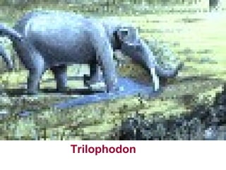 Trilophodon
 