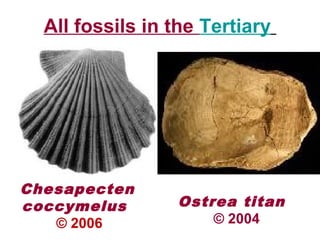 All fossils in the Tertiary
Chesapecten
coccymelus
© 2006
Ostrea titan
© 2004
 