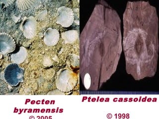 Pecten
byramensis
Ptelea cassoidea
© 1998
 