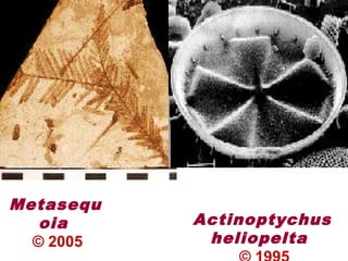 Metasequ
oia
© 2005
Actinoptychus
heliopelta
 