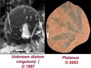 Unknown diatom
)cingulum)
© 1997
Platanus
© 2003
 