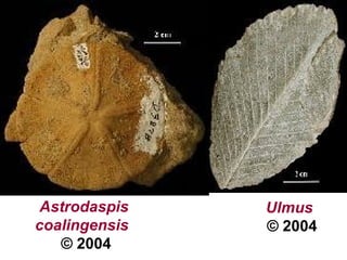 Ulmus
© 2004
Astrodaspis
coalingensis
© 2004
 