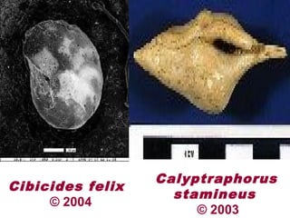 Cibicides felix
© 2004
Calyptraphorus
stamineus
© 2003
 