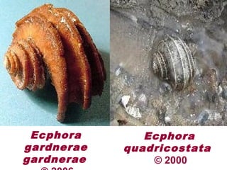 Ecphora
gardnerae
gardnerae
Ecphora
quadricostata
© 2000
 