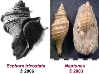 Ecphora tricostata
© 2006
Neptunea
© 2003
 