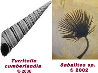 Turritella
cumberlandia
© 2006
Sabalites sp.
© 2002
 
