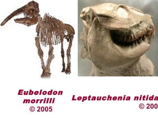 Eubelodon
morrilli
© 2005
Leptauchenia nitida
© 2005
 