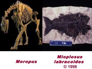 Moropus
Mioplosus
labracoides
© 1998
 