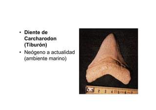 • Diente de
  Carcharodon
  (Tiburón)
• Neógeno a actualidad
  (ambiente marino)
 