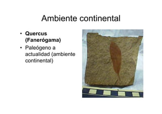 Ambiente continental
• Quercus
  (Fanerógama)
• Paleógeno a
  actualidad (ambiente
  continental)
 