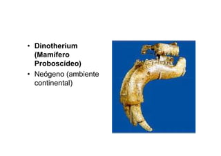 • Dinotherium
  (Mamífero
  Proboscídeo)
• Neógeno (ambiente
  continental)
 