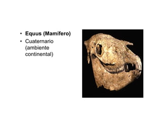 • Equus (Mamífero)
• Cuaternario
  (ambiente
  continental)
 