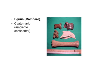 • Equus (Mamífero)
• Cuaternario
  (ambiente
  continental)
 