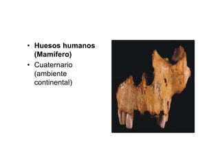 • Huesos humanos
  (Mamífero)
• Cuaternario
  (ambiente
  continental)
 