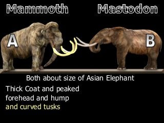 Both about size of Asian Elephant
Thick Coat and peaked
forehead and hump
and curved tusks
 