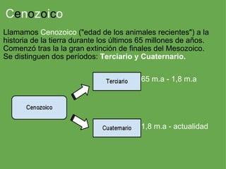 C e n o z o i c o Llamamos  Cenozoico  ("edad de los animales recientes") a la historia de la tierra durante los últimos 65 millones de años. Comenzó tras la la gran extinción de finales del Mesozoico. Se distinguen dos períodos:  Terciario y Cuaternario. 65 m.a - 1,8 m.a 1,8 m.a - actualidad 