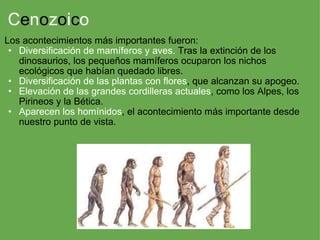 C e n o z o i c o Los acontecimientos más importantes fueron: Diversificación de mamíferos y aves.  Tras la extinción de los dinosaurios, los pequeños mamíferos ocuparon los nichos ecológicos que habían quedado libres.  Diversificación de las plantas con flores , que alcanzan su apogeo. Elevación de las grandes cordilleras actuales , como los Alpes, los Pirineos y la Bética. Aparecen los homínidos , el acontecimiento más importante desde nuestro punto de vista.  
