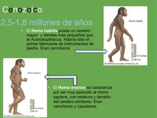 C e n o z o i c o El  Homo habilis  posee un cerebro mayor  y dientes más pequeños que el Australopithecus. Habría sido el primer fabricante de instrumentos de piedra. Eran carroñeros. 2,5-1,8 millones de años El  Homo erectus  se caracteriza por ser muy parecido al Homo sapiens, con estatura y tamaño del cerebro similares. Eran carroñeros y cazadores. 